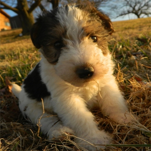 Teddy/Fox Terrier Mix/Male/6 Weeks Adopt a dog:Teddy/Fox Terrier Mix/Male/6 Weeks,Teddy looks a lot like a little fuzzy teddy bear. Teddy lives on a small farm and gets to play outside when the weather is nice. Teddy enjoys being held or playing outside near a tree. Teddy loves hiding around the trunk and carrying around the leaves as they fall. If you are looking for a terrific puppy to join your family, Teddyis your guy.