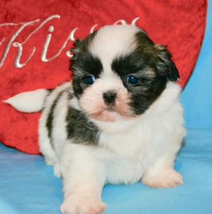 Benny/Shih Tzu/Male/7 Weeks Adopt a dog:Benny/Shih Tzu/Male/7 Weeks,You have searched far and wide for a puppy this amazing and it seems that your search has finally ended. Benny is the kind of puppy that you will only come across once in your lifetime, so you can't let the chance to take him home slip through your fingers. Benny is loving, sweet, smart, and if all of that doesn't convince you, then just look at his adorable face! Benny is ready to go, so make your home that much better by bringing him to yours today!