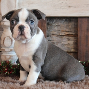 Dalton/Boston Terrier/Male/11 Weeks Adopt a dog:Dalton/Boston Terrier/Male/11 Weeks,My name is Dalton, and I'm an AKC registered Boston Terrier boy. I have a sweet and loving personality. He adores everyone he meets and will make the perfect best friend or little brother. I enjoy chasing after my toys and cuddling in arms. I will arrive up to date on his vaccinations, microchipped, and with a complete vet exam. I love children and get along with other pets.