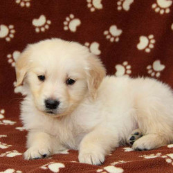 Angel/Golden Retriever/Female/14 Weeks,Here comes Angel, a playful Golden Retriever puppy ready to share adventures with you! This family raised pup is vet checked and up to date on shots and wormer. Angel can be registered with the AKC and comes with a health guarantee provided by the breeder. To find out more about Angel, please contact the breeder today!