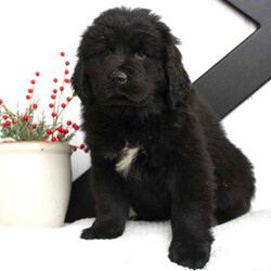 Tasha/Newfoundland/Female/14 Weeks,Tasha is a friendly Newfoundland puppy with a friendly nature. This beautiful gal is vet checked and up to date on shots and wormer. She can be registered with the AKC and comes with a health guarantee provided by the breeder. Tasha is has a kind spirit and lovable personality. To learn more about this wonderful pup, please contact the breeder today!