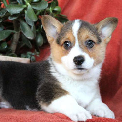 Domino/Pembroke Welsh Corgi/Male/11 Weeks,Here comes Domino! This lovable Pembroke Welsh Corgi puppy will just steal your heart! He is vet checked and up to date on shots and wormer plus the breeder provides a health guarantee for Domino. He can also be registered with the ACA. To learn more, please contact the breeder today!
