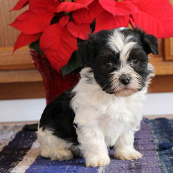 Eddie/Havanese/Male/7 Weeks,Eddie is a spunky Havanese puppy. This precious fella is vet checked, up to date on shots and wormer, plus comes with a health guarantee provided by the breeder. He can also be registered with the AKC. Eddie is raised around children and is sure to make a great addition to any family. To learn more about this pup, please contact the breeder today!