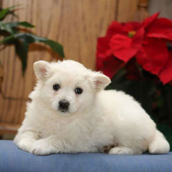Nadia/American Eskimo Dog/Female/9 Weeks,Here comes Nadia, a cuddly American Eskimo puppy ready to be your new best friend! This pup is vet checked, up to date on shots and wormer, plus comes with a health guarantee provided by the breeder. Nadia loves to snuggle. To find out more about this sweet pup, please contact the breeder today!