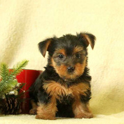 Kelly/Yorkshire Terrier/Female/6 Weeks,This sweet & spunky bundle of joy is waiting for you to welcome her into your heart and home. Kelly has a sweet personality, being raised with the Stoltzfus family, she will make a great family pet. She has been vet checked and is up to date on all shots and wormer. The breeder will provide a 30 day health guarantee and Kelly can be registered with the ACA. Please contact Mary Stoltzfus today for more information and to set up a time for you to meet the newest member of your family!