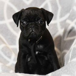 Sam/Pug/Male/14 Weeks,This friendly little Pug puppy is eager to say “Hello” to you! This baby Pug is perfect for after the Christmas rush. Snuggle up with your new puppy and watch the snow fall! This dear Pug puppy will be ready for its forever home on Jan 6th. This puppy has been examined by our licensed veterinarian and is very healthy. Our puppies are up to date with their appropriate shots and deworming as prescribed by our veterinarian. This loving little pug comes with purebred ACA registration, a health certificate, and a 30 day Health guarantee! Please call us at 570-412-2462 if you have any questions about our friendly little Pug! We are located in central PA, near New Columbia.