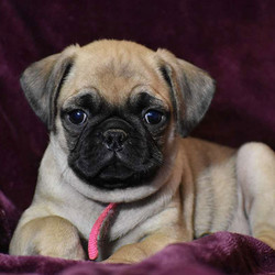 Sharon/Pug/Female/14 Weeks,This friendly little Pug puppy is eager to say “Hello” to you! This baby Pug is perfect for after the Christmas rush. Snuggle up with your new puppy and watch the snow fall! This dear Pug puppy will be ready for its forever home on Jan 6th. This puppy has been examined by our licensed veterinarian and is very healthy. Our puppies are up to date with their appropriate shots and deworming as prescribed by our veterinarian. This loving little pug comes with purebred ACA registration, a health certificate, and a 30 day Health guarantee! Please call us at 570-412-2462 if you have any questions about our friendly little Pug! We are located in central PA, near New Columbia.