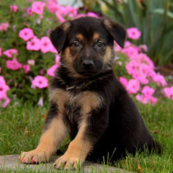 Moose/Beagle/Male/20 Weeks,This attractive pup is Moose! He is a German Shepherd puppy who is sure to win you over with his charming personality and sweet nature. Moose is vet checked and up to date on shots and wormer. He can be registered with the ACA, plus comes with a health guarantee provided by the breeder. Moose is family raised with children and he loves to romp around and play. To learn more about this friendly fella, please contact the breeder today!