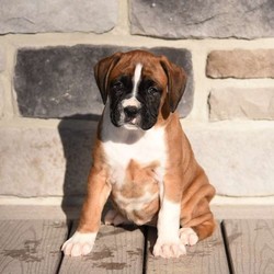 Tina/Boxer/Female/8 Weeks,Meet Tina, an outgoing Boxer puppy who is being family raised around children. She has been vet checked and is up to date on vaccinations & dewormer. She also comes with a 30 day health guarantee provided by the breeder. To learn more about Tina, please contact the breeder today!