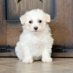 Snowball/Bichon Frise/Female/7 Weeks,You will fall instantly in love with this cute-as-a-button Bichon Frise puppy and her adorable, sweet face! She has been vet checked and updated on shots and wormer. Plus, Snowball can be ACA registered and the breeder is providing a health guarantee for 30 days! Snowball is ready to charm her way right into your heart. To find out more about this peppy pup, please give the breeder a call today!