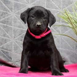 Midnight/Labrador Retriever/Male/13 Weeks,Say hello to this lovable Labrador Retriever puppy, Midnight! This friendly little girl is vet checked, up to date on shots and dewormer, plus the breeder provides a 30 day health guarantee. Midnight is used to children and can be registered with the ACA. If you are interested in welcoming this outgoing pup into your family, contact the breeder today!