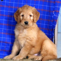 Mark/Goldendoodle/Male/8 Weeks,Here comes Mark, an easy going Goldendoodle puppy with a soft, curly coat! This cute pup is vet checked, up to date on shots and dewormer, plus the breeder provides a one year genetic health guarantee. Mark is very observant and would make a great family pet. If you want to know more about this cutie and how you can bring him home, contact the breeder today!