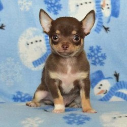 Tiny Tim/Chihuahua/Male/14 Weeks,Tiny Tim is a bouncy Chihuahua puppy looking for a loving home. This little pup is well socialized, he is vet checked, up to date on shots and wormer, plus comes with a 30 day health guarantee provided by the breeder. To learn how you can welcome him into your home, please contact the breeder today for more information.