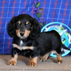 Cutie/Dachshund/Female/11 Weeks,This sweet little gem is Cutie. She is an adorable Dachshund puppy whose breeder will provide a extended heath guarantee. Cutie has been vet checked and is up to date on shots and dewormer. Plus, her mom is the family pet and she can be registered with the AKC. With her soft coat and friendly personality she is sure to be a match for your family. To welcome Cutie into your family please contact the breeder.