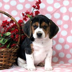 Monica/Beagle/Female/12 Weeks,Meet Monica, a curious Beagle puppy who loves to explore! This pup is family raised with children and has a spunky attitude. Monica is vet checked, up to date on shots and dewormer, plus the breeder provides a 30 day health guarantee. To learn more about this sweet gal, contact the breeder today!
