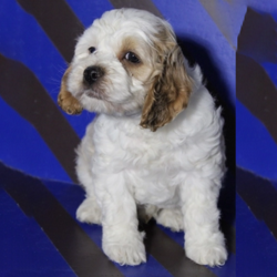 Paddy/Cockapoo/Male/9 Weeks,This is Paddy! He loves to play and run around all day. He is a little ball of fire! Paddy will be a very loyal companion to his new forever family and will come home to you up to date on vaccinations and a full head to tail vet check. He hopes you love to cuddle and take a nap after a long day of fun. Paddy will be ready for all the love he can get. Don’t miss out on this pup. His bags are packed and he’s ready to go!