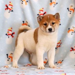 Ace/Shiba Inu/Male/12 Weeks,Check out Ace! He is a happy Shiba Inu puppy with a spunky personality. This fun-loving fella can be registered with the ACA, plus comes with a health guarantee provided by the breeder. He is vet checked and up to date on shots and wormer. Ace is socialized with children and he loves to run and play. To learn more about this bouncy pup, please contact the breeder today!