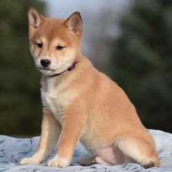 Arvid/Shiba Inu/Male/15 Weeks,Note from the breeder:Meet our frisky, lovable Sheba Inu pup! This puppy has been loved and cuddled since its birth on November 5! This playful baby Sheba Inu loves to frisk & tumble with its litter-mates and our children! It has been examined by our licensed veterinarian and has purebred ACA registration, a fresh health certificate, and 30-day Health Guarantee. Both lovely Sheba Inu parents live at our house and will be here for you to see if you stop by to visit our pup! We gave each one of our pups a name with Olde Nordic Origin! Please call us if you have any questions about our dear, friendly Sheba Inu pup! You can best reach us by calling 570-922-1770. We are located in rural central PA, near Hartleton.