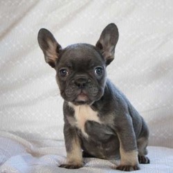 Levi/French Bulldog/Male/14 Weeks,Levi is a bubbly French Bulldog puppy with a sweet disposition. This stunning pup is vet checked and up to date on shots and wormer. He can be registered with the AKC, plus comes with a health guarantee provided by the breeder. To learn more about Levi and all of his amazing qualities, please contact the breeder today!