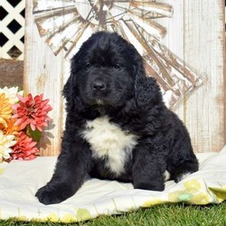 Cappucino/Newfoundland/Male/10 Weeks,Meet Cappucino, a friendly and playful Newfoundland puppy who is being family raised with children and is well socialized. This pup is up to date on vaccinations & dewormer plus the breeder provides a 6 month genetic health guarantee. And, he can be registered with the AKC. To learn more about Cappucino, contact the breeder today!