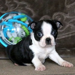 Nellie/Boston Terrier/Female/9 Weeks,Meet Nellie, a beautiful Boston Terrier puppy. This pup is vet checked, up to date on shots and wormer plus the breeder provides a 6 month genetic health guarantee for Nellie. And, she can be registered with the ACA. To arrange a visit with Nellie, contact the breeder today!
