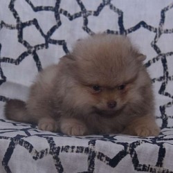 Zeus/Pomeranian/Male/16 Weeks,Check out this playful Pomeranian puppy, Zeus! He is up to date on shots and dewormer, plus comes with a 30 day health guarantee provided by the breeder. Zeus is being family raised with children and he has a very relaxed demeanor. If you would like to welcome this cutie into your family, contact the breeder today!