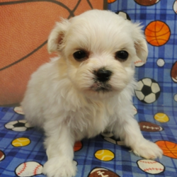 Skeet/Maltese/Male/13 Weeks,Skeet is a prince. He is very handsome, and has a mellow and sweet personality. He loves being center of attention, very laid back and loving. This little guy comes microchipped for his protection. He will be sure to come home to you up to date on his puppy vaccinations and vet checks. We also send him with a care package to include a small bag of Eukanuba Small Breed Puppy, harness, lead, toy and his own blankey.