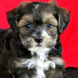 Cuddles/Havanese/Male/6 Weeks,This sweet little gem is Cuddles, a Havanese puppy who has the cutest expressions. This sweet pup is vet checked, up to date on shots and wormer, plus this fellow can be registered with the ACA and comes with a health guarantee provided by the breeder. This darling little pup is sure to warm your heart with his cutie pic face and friendly personality. To find out how you can welcome Cuddles into your home, please contact the breeder today!