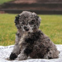 Tulip/Poodle/Female/14 Weeks,Tulip is a bubbly Miniature Poodle puppy who loves to bounce around and play. This little cutie is vet checked and up to date on shots and wormer. She can be registered with the AKC, plus comes with a health guarantee provided by the breeder. To learn more about Tulip and all that she has to offer, please contact the breeder today!