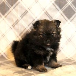 Vivian/Pomeranian/Female/8 Weeks,Vivian is a cute & fluffy Pomeranian puppy who is being family raised with the Miller children. This sweet pup is vet checked, up to date on shots and wormer plus the breeder provides a health guarantee for Vivian. She is waiting for a new family to love on her! Are you interested in this wonderful pup? Please give the breeder a phone call to find out more information!