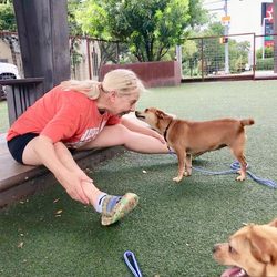 Adopt a dog:Poof/Chihuahua Mix/Female/Adult,
