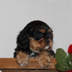 Riley/Cavalier King Charles Spaniel/Male/9 Weeks,What a cute and laid back Cavalier King Charles Spaniel puppy this one is! Riley has the required immunizations and dewormer, is vet checked and the breeder providing a health guarantee. Plus, this puppy is registered with the ACA. Riley is just waiting for someone to come along and claim him as their own! Please contact the breeder if you would love to welcome Riley into you family!