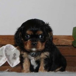 Riley/Cavalier King Charles Spaniel/Male/9 Weeks,What a cute and laid back Cavalier King Charles Spaniel puppy this one is! Riley has the required immunizations and dewormer, is vet checked and the breeder providing a health guarantee. Plus, this puppy is registered with the ACA. Riley is just waiting for someone to come along and claim him as their own! Please contact the breeder if you would love to welcome Riley into you family!