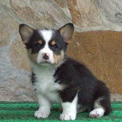 Sammy/Pembroke Welsh Corgi/Male/11 Weeks,Meet Sammy, a bouncy and rambunctious Corgi puppy who can be registered with the AKC. This playful pup is vet checked, up to date on shots and wormer plus he comes with a health guarantee provided by the breeder. To arrange a visit and learn more about this pup, call the breeder today!