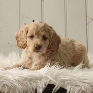 Marmalade/Cockapoo/Female/8 Weeks Marmalade/Cockapoo/Female/8 Weeks,Meet Marmalade, an alert and bright eyed Cockapoo puppy who is being family raised. This pup loves attention. She is vet checked, up to date on shots and wormer plus the breeder provides a health guarantee for Marmalade. To arrange a visit with this sweet gal, call the breeder today!