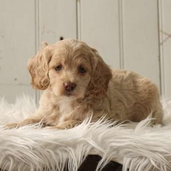 Marmalade/Cockapoo/Female/8 Weeks,Meet Marmalade, an alert and bright eyed Cockapoo puppy who is being family raised. This pup loves attention. She is vet checked, up to date on shots and wormer plus the breeder provides a health guarantee for Marmalade. To arrange a visit with this sweet gal, call the breeder today!