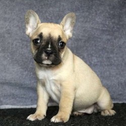 Dutchess/French Bulldog/Female/10 Weeks,Dutchess is a lovable French Bulldog puppy who is being family raised with children. She is vet checked, up to date on shots and wormer plus she comes with a health guarantee provided by the breeder. To arrange a visit with this spunky gal, call the breeder today!
