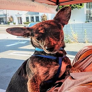 Cookie/Chihuahua/Female/Young Adopt a dog:Cookie/Chihuahua/Female/Young,Please contact MaryAnn Lagana (tailsofthecityrescue@gmail.com) for more information about this pet.Adorable Brindle ChihuahuaPlease read first: We are located in LOS ANGELES, CA, we DO NOT adopt outside of the Southern California area (as we require physical homechecks), nor will we ship dogs to other parts of the country or out of the country, please do not ask.Cookie is a very sweet, playful, confident girl who is great with other dogs. This gorgeous brindle colored girl loves nothing more than to play all day, go for walks and just be around her people. She is leash trained, house trained and crate trained.