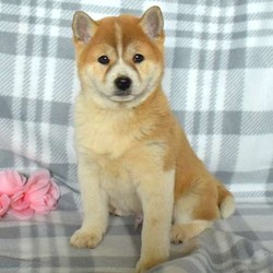 Kobe/Shiba Inu/Male/9 Weeks,Kobe is a friendly Shiba Inu puppy with a spunky personality. This cutie is vet checked and up to date on shots and wormer. He can be registered with the ACA, plus comes with a health guarantee provided by the breeder. Kobe is family raised with children and he loves to romp around and play. To learn more about this social pup, please contact the breeder today!