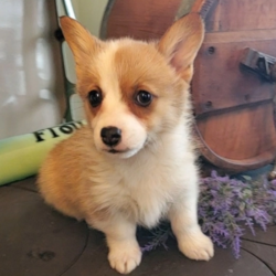 Baylor/Pembroke Welsh Corgi/Female/14 Weeks,Meet Baylor! This beautiful, baby-doll faced princess can't wait to venture off to her new home. This cutie will turn heads wherever she goes. Her coat is absolutely beautiful and perfect to pet all day! Baylor will have a nose to tail vet check and arrive up to date on her vaccinations. She is so excited to meet you. She can't wait to jump into your arms and shower you with puppy kisses!