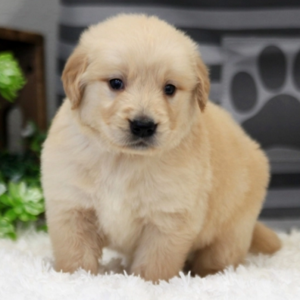 Joey/Golden Retriever/Male/7 Weeks Joey/Golden Retriever/Male/7 Weeks,Stop right there, and look no further! Joey is the one you have been looking for. He will win your heart with his first puppy kiss. Joey is the perfect cuddle buddy. He is always ready to curl up and snuggle up right next to you. Joey will be sure to come home to you happy, healthy, and full of kisses just for you. He is very sweet and I'm sure you'll fall in love with him at first sight. He will come home to you up to date on vaccinations and pre-spoiled. Don't pass up on this baby because he can't wait to meet you!