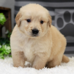 Joey/Golden Retriever/Male/7 Weeks,Stop right there, and look no further! Joey is the one you have been looking for. He will win your heart with his first puppy kiss. Joey is the perfect cuddle buddy. He is always ready to curl up and snuggle up right next to you. Joey will be sure to come home to you happy, healthy, and full of kisses just for you. He is very sweet and I'm sure you'll fall in love with him at first sight. He will come home to you up to date on vaccinations and pre-spoiled. Don't pass up on this baby because he can't wait to meet you!