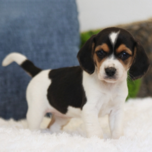 Iggy/Beagle/Female/6 Weeks Iggy/Beagle/Female/6 Weeks,Hi there; my name is Iggy. I am silly and sweet as can be, and I am sure that I will make that perfect addition to your loving family. My favorite things to do are giving kisses, napping, and of course being a great friend. I am a very happy puppy as you can tell. I know I will make you smile. I am looking forward to going to my new home. I will be sure to be up to date on my puppy vaccinations and vet checked from head to tail, so we can go on those long walks together. If you are looking for a puppy that will make you laugh and smile, then look no further. I am the best at making people smile.