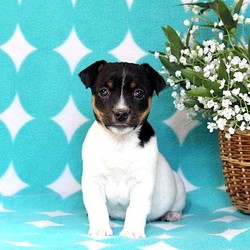 Jedidiah/Jack Russell Terrier/Male/10 Weeks,Jedidiah is a warm hearted Jack Russell Terrier puppy who is sure to melt your heart the first time you meet him. He is family raised with children and will fit right in to your loving home. Jedidiah is up to date on vaccinations and dewormer plus comes with a health guarantee that is provided by the breeder. Contact Paul today to schedule a visit.