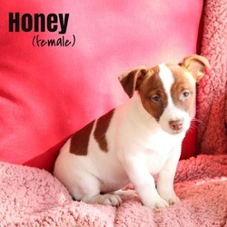 Honey/Jack Russell Terrier/Female/14 Weeks,Meet Honey, a cute and lovable Jack Russell Terrier puppy ready to be your new best friend! This peppy pup is up to date on shots and wormer, plus comes with a health guarantee provided by the breeder. Honey is family raised with children and would make a sweet addition to anyone’s family. to find out more about this lively pup, please contact Dorothy today!
