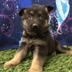 Haley/German Shepherd/Female/8 Weeks,From the moment Haley jumps into your arms, she will be sure to snuggle right into your heart and never leave. This little girl is truly one of a kind and she hopes to find a family that is just as special as she is. Whether playing all day or cuddling with the family, Haley promises to be your most loyal and loving companion. Before coming home to you, Haley will be vet checked and up to date on her vaccinations. Don't miss out on making this wonderful girl part of your family!