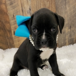 Cheris/Boxer/Female/11 Weeks ,“Well, hello there! My name is Cheris, and it’s a pleasure to meet you. I am looking for the perfect family for me. I love being the center of attention and making my friends and family laugh. I am the all-around perfect pup! I look forward to my walks and nap times. Just put on a good movie and I will be there curled up right next to you before you know it. I promise to come home up to date on my puppy vaccinations and pre-spoiled. I am a very happy, healthy puppy and I am sure I will make that perfect addition to your loving family. Make me the newest member and I will be sure to have puppy kisses waiting just for you.”