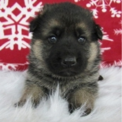 Kaya/German Shepherd/Female/7 Weeks ,Kaya is an adorable black and tan girl. She is as sweet as can be with a super good personality, strong bonesand stocky body! She will be an excellent protection dog. Both her parents have wonderful temperaments. Kaya will be vet checked for your assurance. She is also learning to use the doggy door. She is a happy, healthy puppy. She will be ready for that special someone that desires the best. Kaya can't wait to jump into your arms and shower you with puppy kisses!