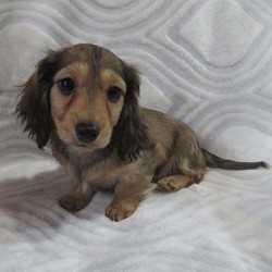 Leo/Dachshund/Male/16 Weeks,Meet Leo, a cute and lovable Mini Dachshund puppy ready to win your heart! This joyful pup is vet checked and up to date on shots and wormer. Leo can be registered with the APRI and comes with a 1 year health guarantee provided by the breeder. This adorable pup is family raised with children and would make a heartwarming addition to anyone’s family. To find out more about this perfect little pup, please contact Robert & Emma today!