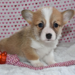 Shelby/Pembroke Welsh Corgi/Female/8 Weeks,Introducing Shelby! This classy, little head turner can't wait to meet you. Isn't she a dream? You can tell that she knows she is a cutie. She prances around the house like she is the queen of the castle. Shelby will be sure to come home with her vaccinations up to date and the vet's stamp of approval. Don't miss out on a chance to make this little angel all yours. Puppies like this don't come around often.